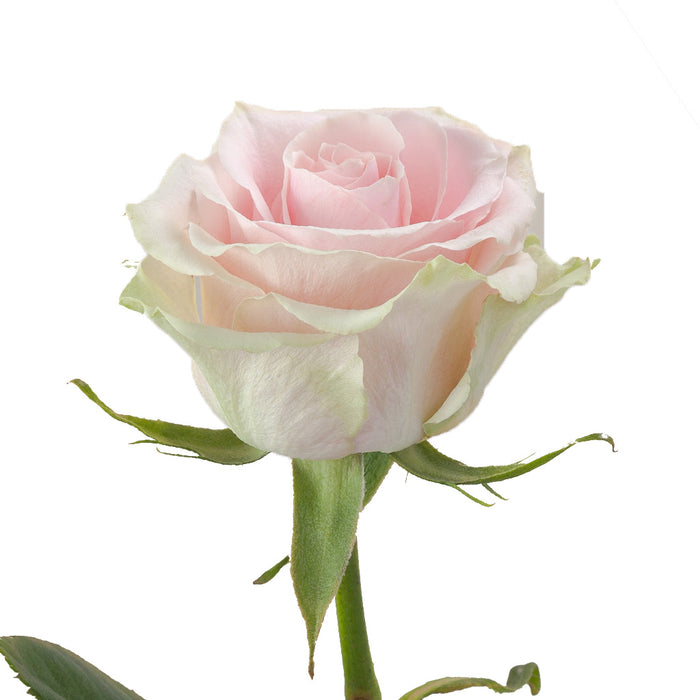 Smart Buy $2.25/Stem Farm Direct FRUTTETO (100 STEMS) - U.S. Delivery Coast to Coast.
