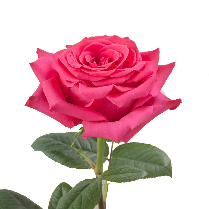 Smart Buy $2.25/Stem Farm Direct FULL MONTY (100 STEMS) - U.S. Delivery Coast to Coast.
