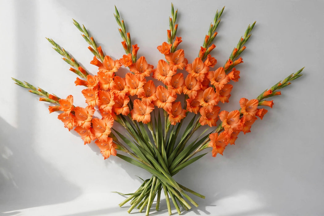 Glads Orange 100cm Mex 15BU/BX