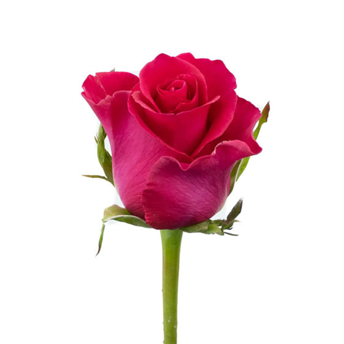 Smart Buy $2.25/Stem Farm Direct GOTCHA (100 STEMS) - U.S. Delivery Coast to Coast.
