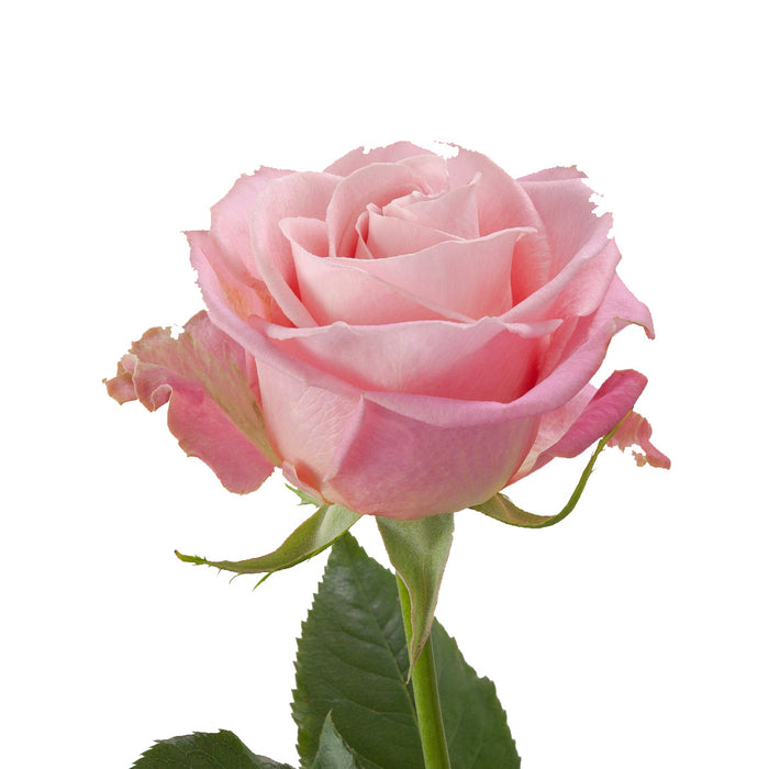 Smart Buy $2.25/Stem Farm Direct HERMOSA (100 STEMS) - U.S. Delivery Coast to Coast.