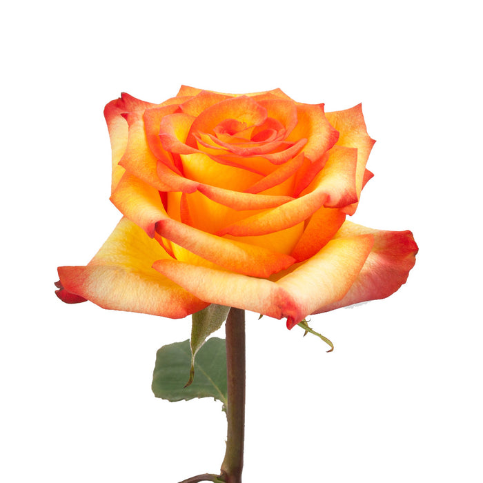 Smart Buy $2.25/Stem Farm Direct HIGH MAGIC (100 STEMS) - U.S. Delivery Coast to Coast.
