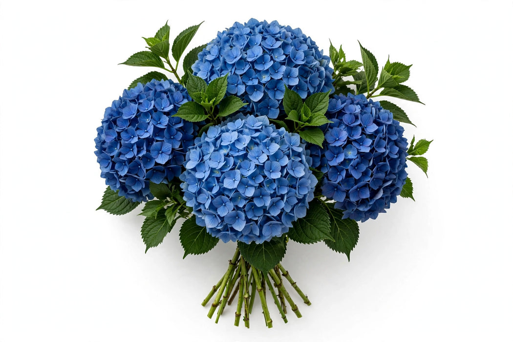 Next Day Delivery - Hydrangea Blue Premium 30STM/BX