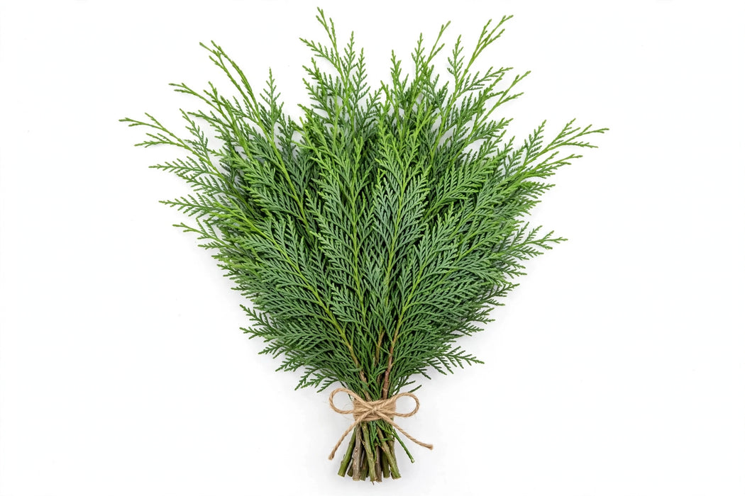 Leyland Cypress Bunch - 15 Bunches/Box