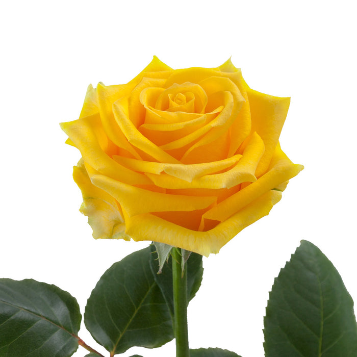 Smart Buy $2.25/Stem Farm Direct LIGHT HOUSE (100 STEMS) - U.S. Delivery Coast to Coast.