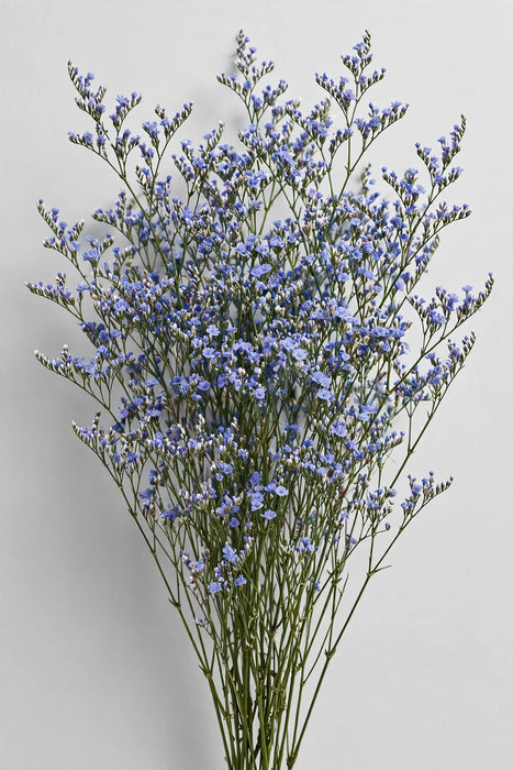 Limonium Misty Blue 10BU/BX