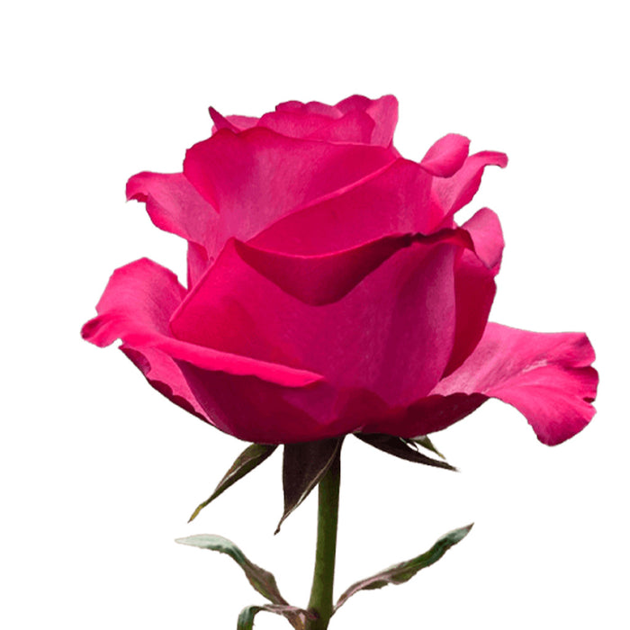 Smart Buy $2.25/Stem Farm Direct LOLA (100 STEMS) - U.S. Delivery Coast to Coast.