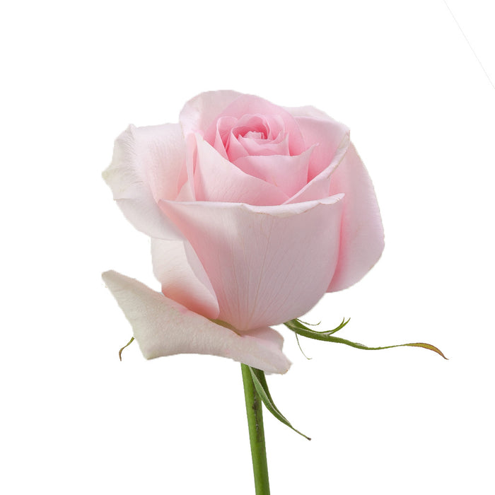 Smart Buy $2.25/Stem Farm Direct LUCIANO (100 STEMS) - U.S. Delivery Coast to Coast.