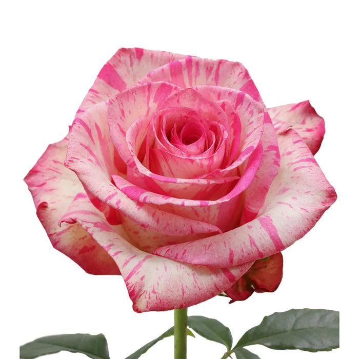 Smart Buy $2.25/Stem Farm Direct MAGIC TIMES (100 STEMS) - U.S. Delivery Coast to Coast.