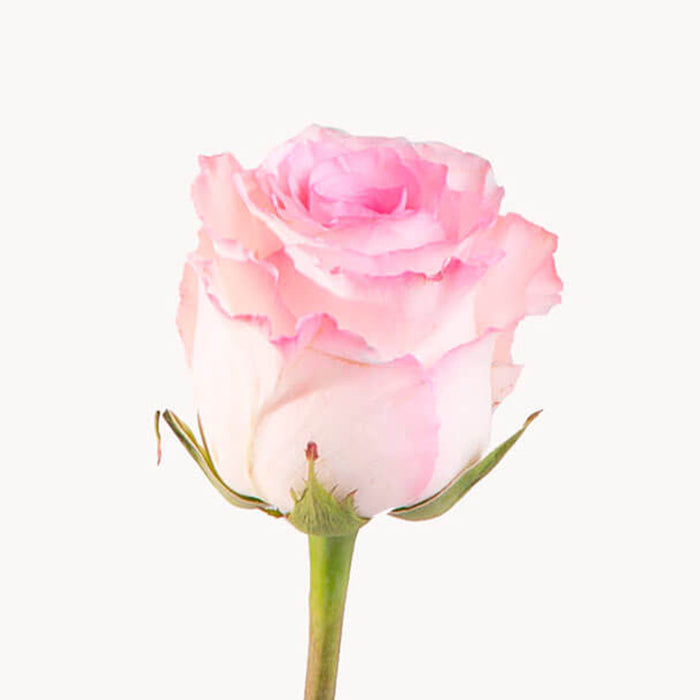 Smart Buy $2.25/Stem Farm Direct MANDALA (100 STEMS) - U.S. Delivery Coast to Coast.