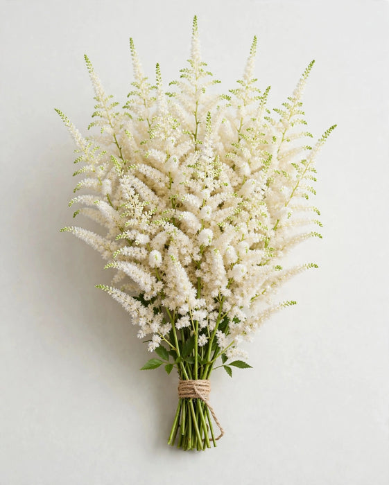 Astilbe White 120STM/BX