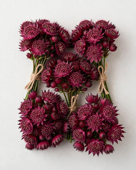 Astrantia Red 150ST/BX