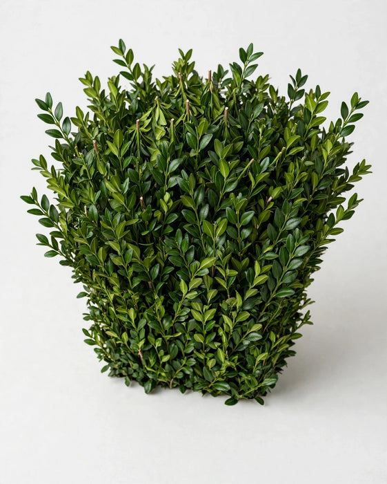 Boxwood 20LBS