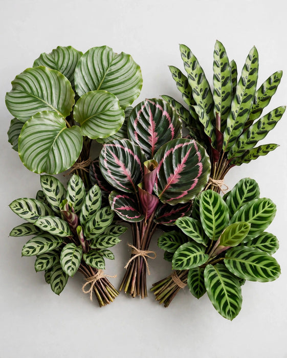 Calathea Assorted 10BU/BX