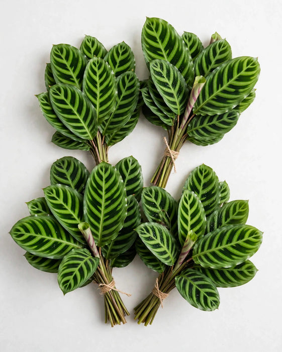 Calathea Zebrina 10BU/BX