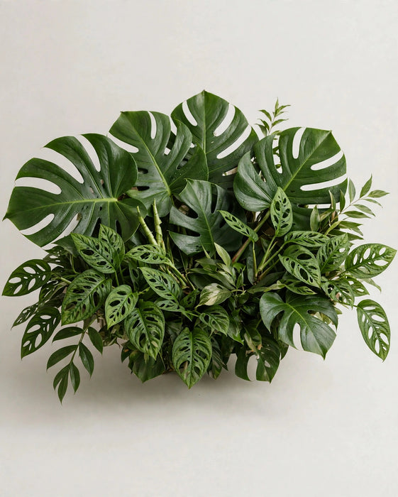 Cr Monstera Mix 15BU/BX