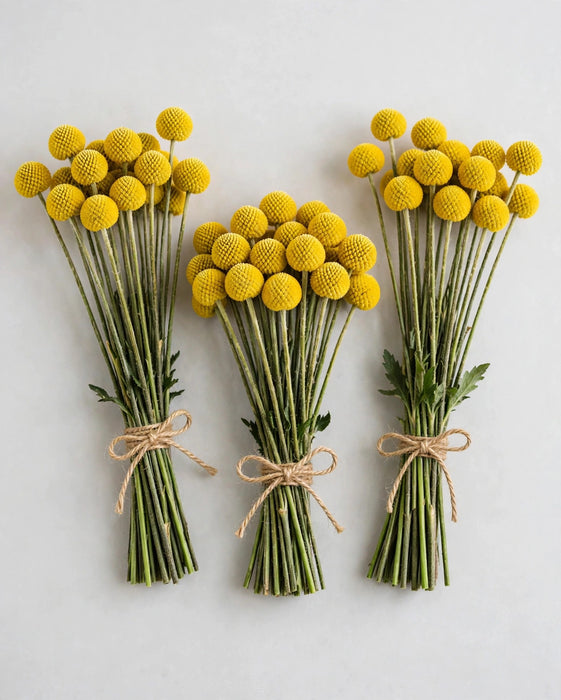 Craspedia Yellow 60cm 10BU/BX