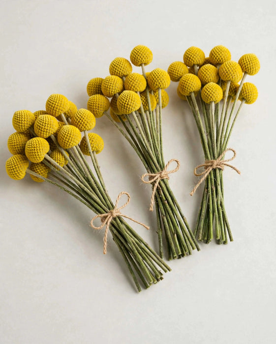 Craspedia Yellow 60cm 12BU/BX