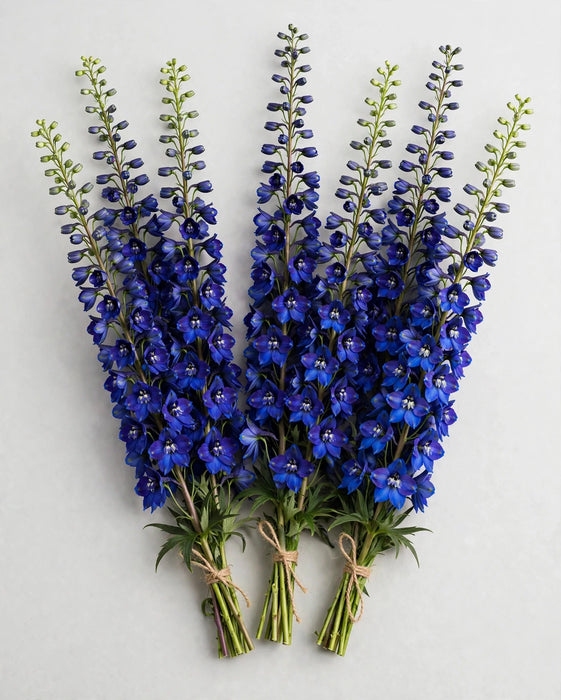 Delphinium Hyb. Dark Blue 12BU/BX
