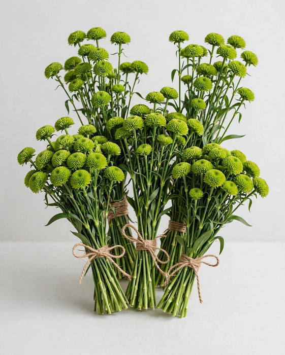 Dianthus Green Ball 60cm 100ST/BX