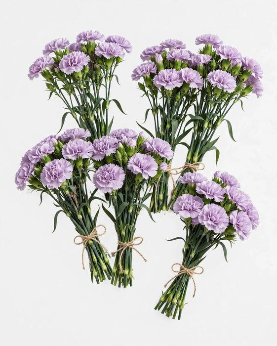 Dianthus Lavander 60cm 120ST/BX