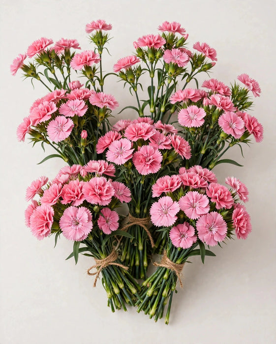 Dianthus Pink 60cm 120ST/BX