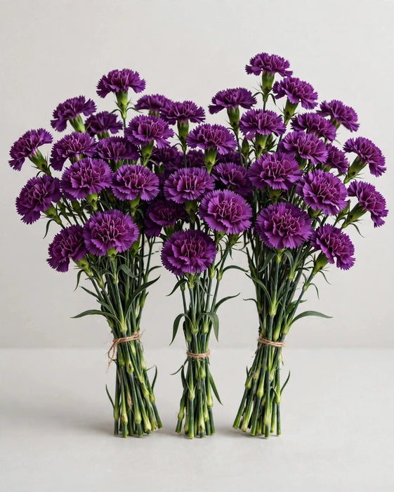 Dianthus Purple 60cm 120ST/BX