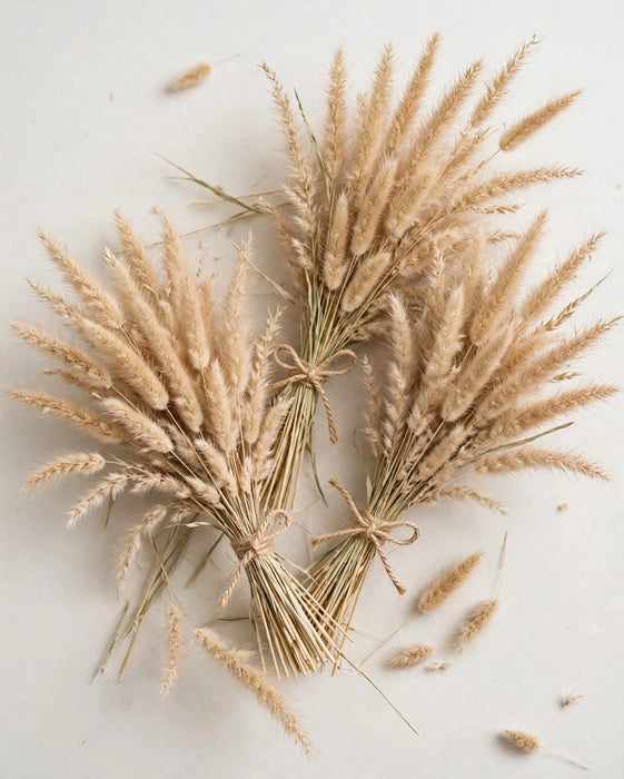 Dried Setaria Natural 15BU/BX