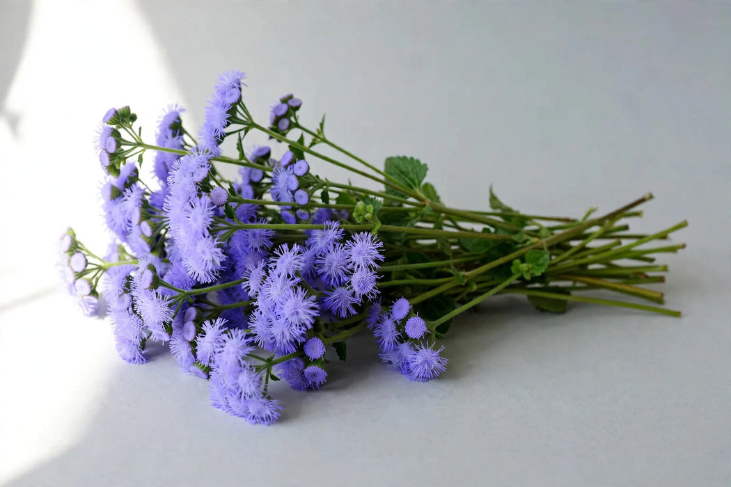 Next Day Delivery - AGERATUM BLUE HORIZON 50cm 10st - Blue - 120 Stems [LIMITED]