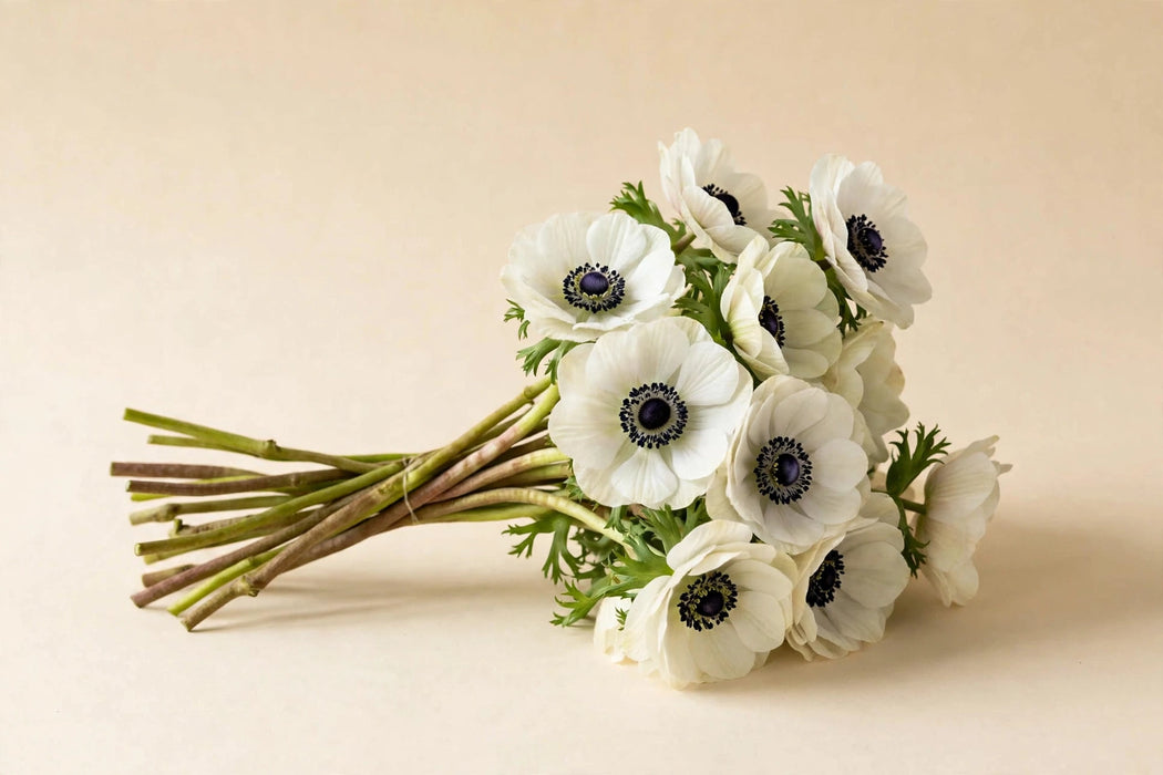 Next Day Delivery - ANEMONE CO LEVANTE BIANCO 35cm 10st - White - 100 Stems [LIMITED]