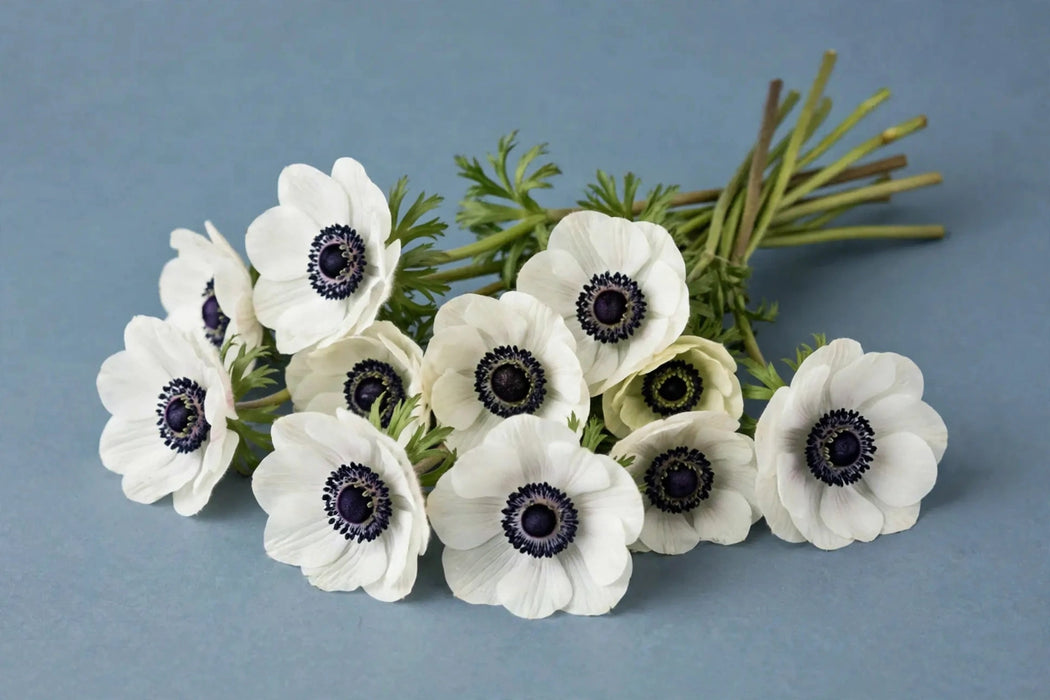 Next Day Delivery - ANEMONE MARIANNE PANDA 35cm 10st x120 - White - 120 Stems [LIMITED]