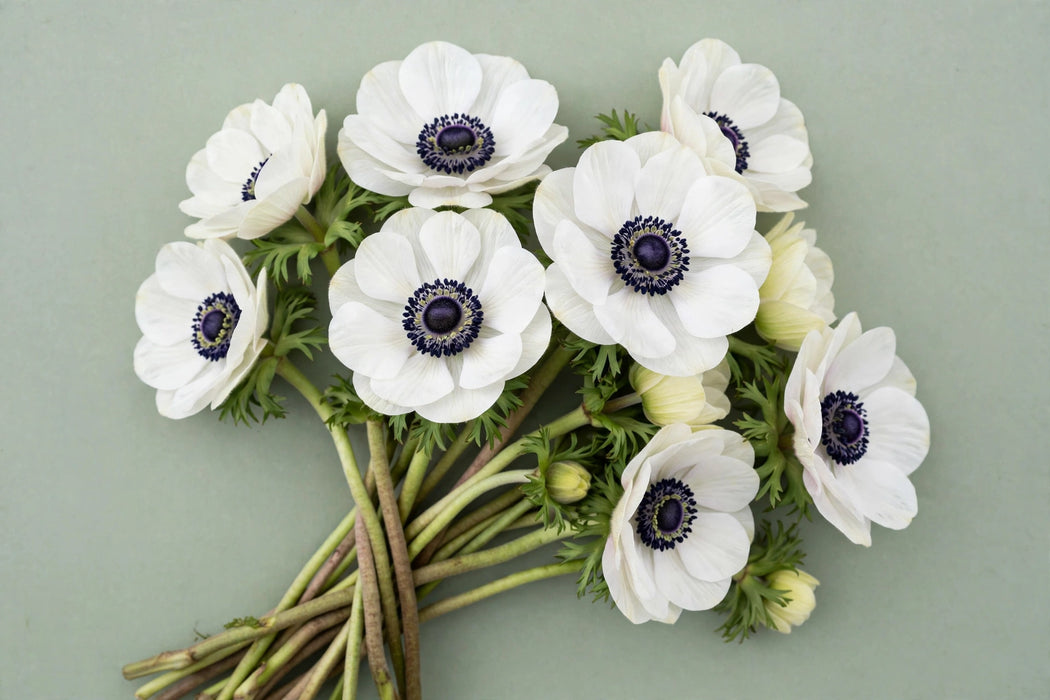Next Day Delivery - ANEMONE MISTRAL PLUS WHITE 35cm 10st - White - 120 Stems [LIMITED]