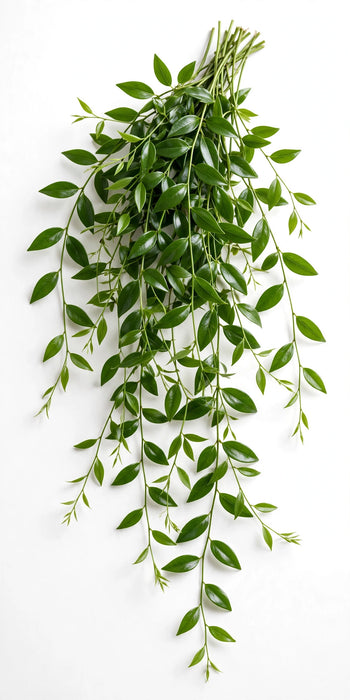 Next Day Delivery - ASPARAGUS ASPARAGOIDES (SMILAX ECUADOR) 100cm 10st - Green - 60 Stems [LIMITED]