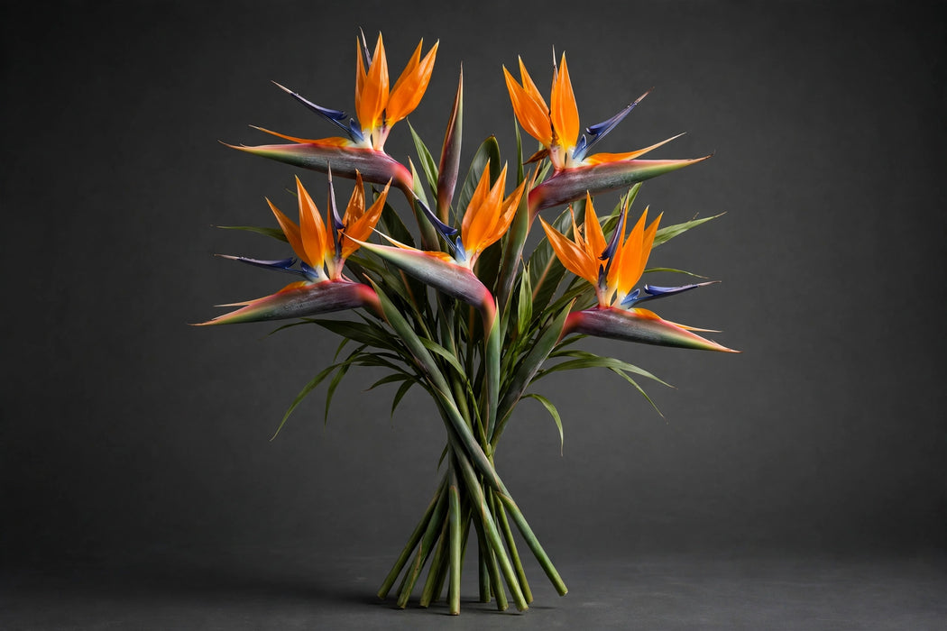 Next Day Delivery - BIRDS OF PARADISE 90cm 5st - Orange - 50 Stems [LIMITED]