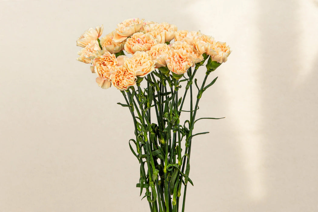 Next Day Delivery - CARNATION HONEY SELECT 70cm 25st - Peach - 200 Stems [LIMITED]