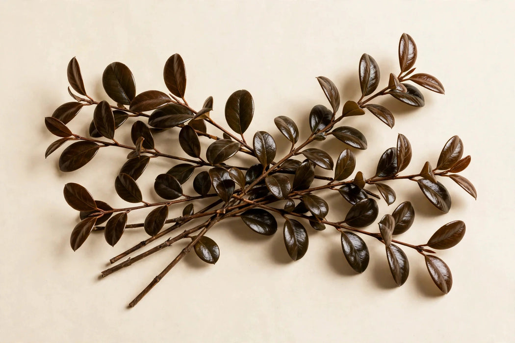 Next Day Delivery - COPROSMA NIGHT BROWN 60cm 10st - Brown - 120 Stems [LIMITED]