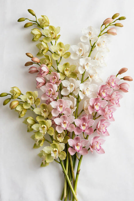 Next Day Delivery - CYMBIDIUM ASSORTED 80cm 12+ - Assorted - 8 Stems [LIMITED]