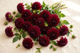 Next Day Delivery - Dahlias Burgundy 6BU/BX