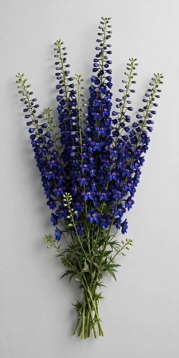Next Day Delivery - DELPHINIUM BE ANDES DARK BLUE 80cm 10st - Blue - 120 Stems [LIMITED]