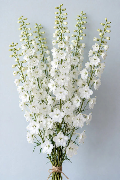 Next Day Delivery - DELPHINIUM BE WHITE 90cm 10st x120 - White - 120 Stems [LIMITED]