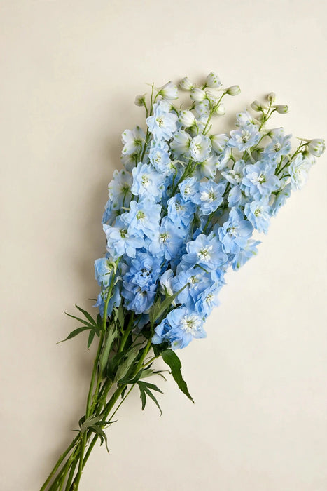 Next Day Delivery - DELPHINIUM EL DEWI BOY 110cm 5st - Light Blue - 60 Stems [LIMITED]