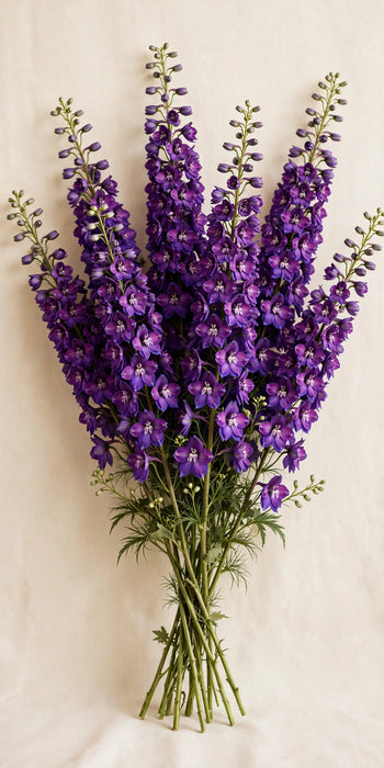 Next Day Delivery - DELPHINIUM EL DEWI LADY 110cm 5st - Purple - 60 Stems [LIMITED]