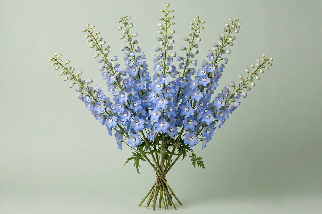 Next Day Delivery - DELPHINIUM TRITON LIGHT BLUE 80cm 10st X100 - Light Blue - 100 Stems [LIMITED]