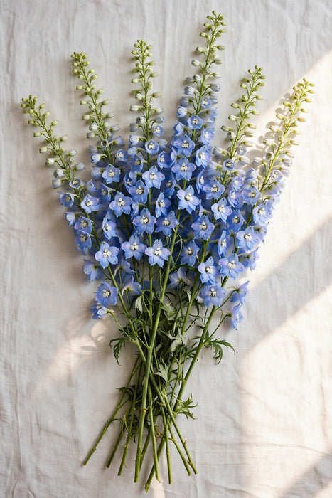 Next Day Delivery - DELPHINIUM TRITON LIGHT BLUE 90cm 10st - Light Blue - 100 Stems [LIMITED]