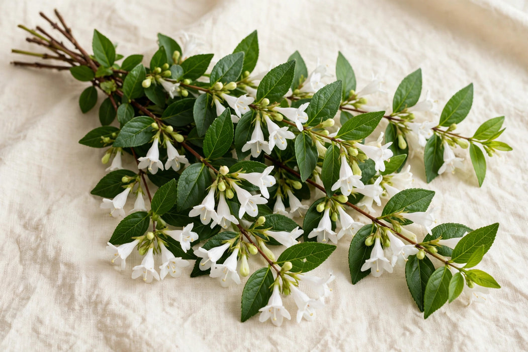 Next Day Delivery - ABELIA GRANDIFLORA 50cm 5st - White - 60 Stems [LIMITED]