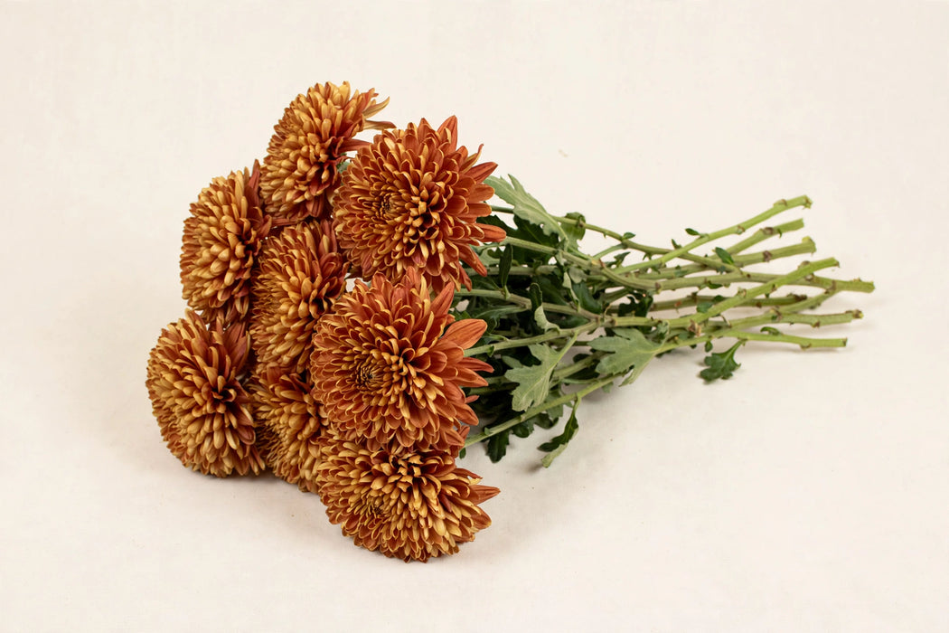 Next Day Delivery - DISBUD CREMON RESOURCI 70cm 10st - Bronze - 80 Stems [LIMITED]