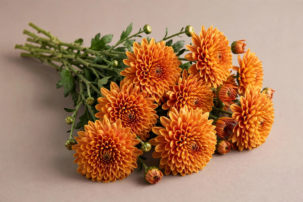 Next Day Delivery - DISBUD CREMON ROSSANO ORANGE 70cm 10st - Orange - 80 Stems [LIMITED]