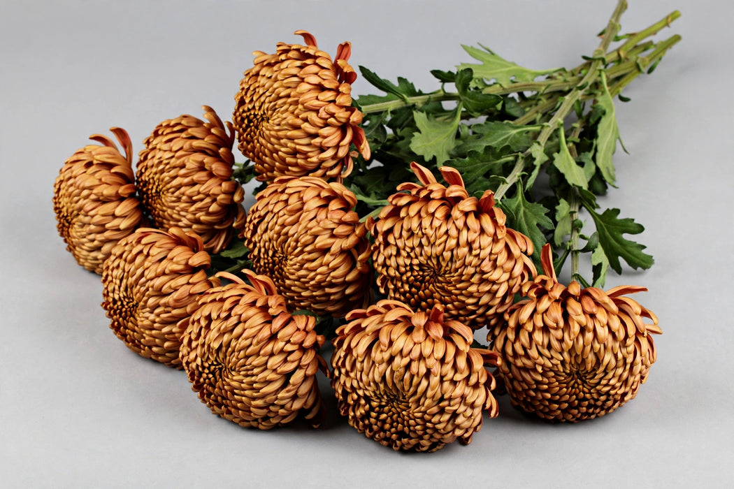 Next Day Delivery - DISBUD FOOTBALL BRONZE RESOUCI 70cm 10st - Bronze - 70 Stems [LIMITED]