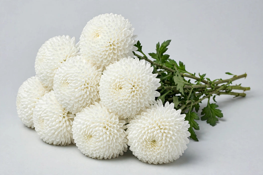 Next Day Delivery - DISBUD FOOTBALL WHITE 70cm 10st - White - 70 Stems [LIMITED]