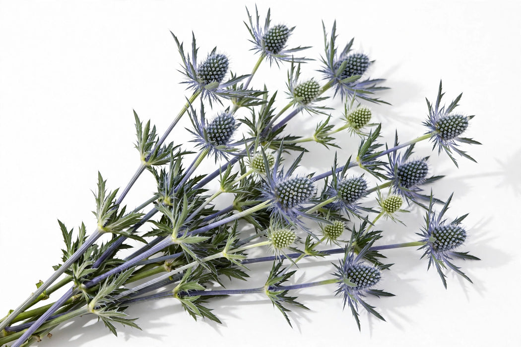 Next Day Delivery - ERYNGIUM BLUE LAGOON 70cm 5st - Blue - 120 Stems [LIMITED]